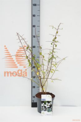 http://twentheplant.nl/tsd/68004_PRSPINOS_8P19040060_1.jpg