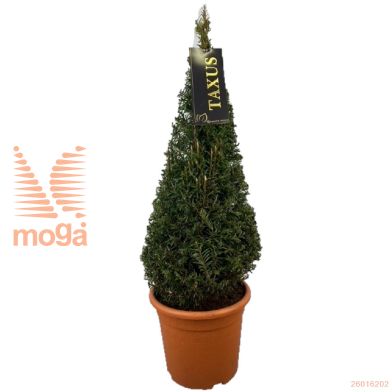 http://twentheplant.nl/tsd/500471_TABACCAT_VP6070P22_2.jpg