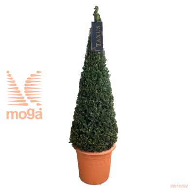 http://twentheplant.nl/tsd/500471_TABACCAT_VP7080P26_2.jpg