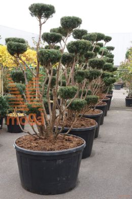 http://twentheplant.nl/tsd/93201_TAMEDIA_9CB150C290_2.jpg