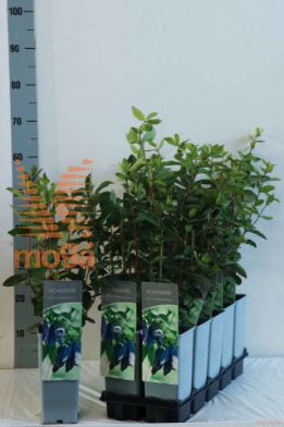 http://twentheplant.nl/tsd/61502_LOKAMTSC_8P17030040_2.jpg
