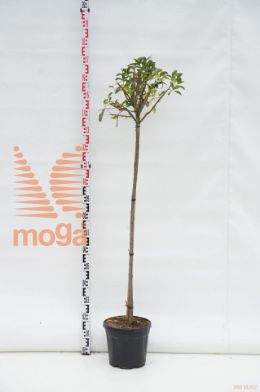 http://twentheplant.nl/tsd/69506_EUPHELLO_S120C10_1.jpg