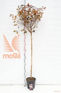 http://twentheplant.nl/tsd/69506_PHODIABO_s150c12_1.jpg