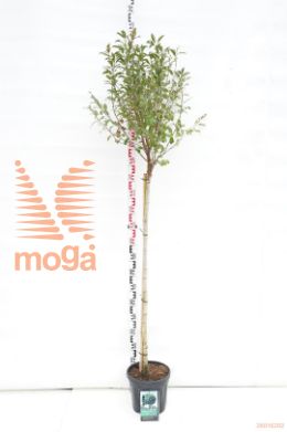 http://twentheplant.nl/tsd/69506_PREUMBRA_S120C10_1.jpg