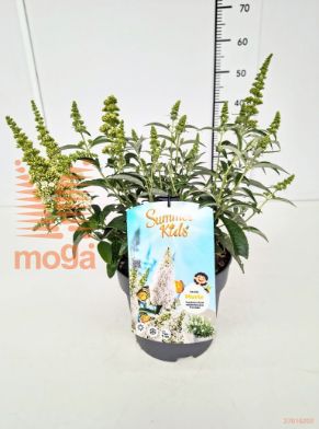 http://twentheplant.nl/tsd/91250_BUDSKMAR_8P23_1.jpg