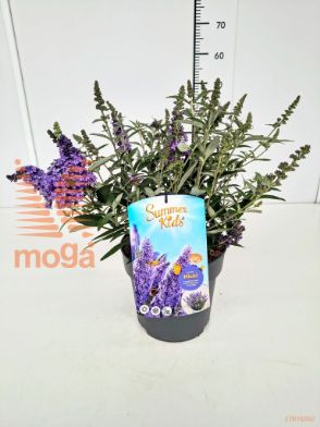 http://twentheplant.nl/tsd/91250_BUDSKMIC_8P23_1.jpg