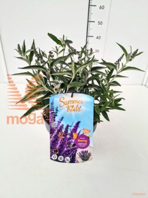 http://twentheplant.nl/tsd/91250_BUDSKROM_8P23_1.jpg