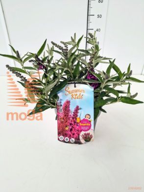 http://twentheplant.nl/tsd/91250_BUDSKSOP_8P23_1.jpg