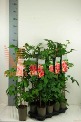 http://twentheplant.nl/tsd/61502_CATSJFIR_8P170601003ST_2.jpg