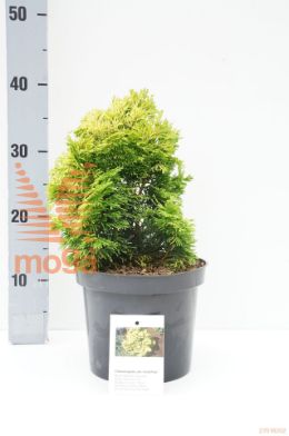 http://twentheplant.nl/tsd/88315_CHOGPOST_8P19025030_1.jpg