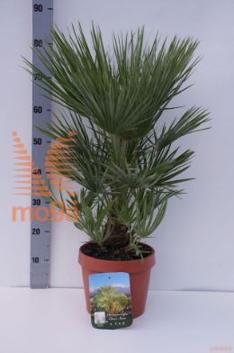 http://twentheplant.nl/tsd/500469_CHESTAR_8P22030040_1.jpg