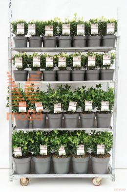 http://twentheplant.nl/tsd/51536_EUJEXTRA_MIXCC_1.jpg