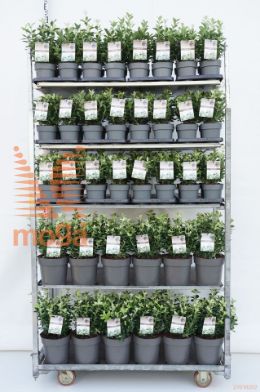 http://twentheplant.nl/tsd/51536_EUJPIERR_MIXCC_1.jpg