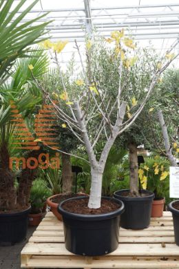 http://twentheplant.nl/tsd/500425_FICNAZAR_9C100175_1.jpg