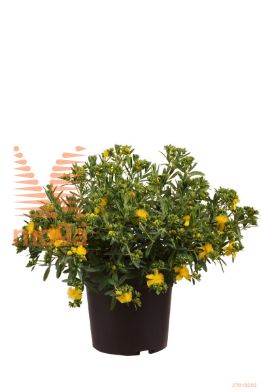 http://twentheplant.nl/tsd/70850_HYKBVELV_8P21030040_1.jpg