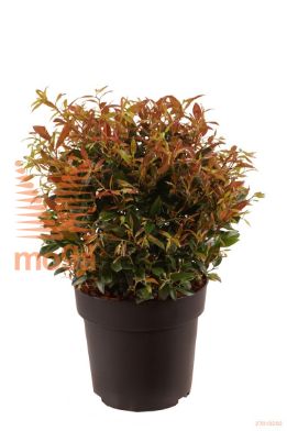 http://twentheplant.nl/tsd/70850_LERLIPS_VBL2530P21_1.jpg