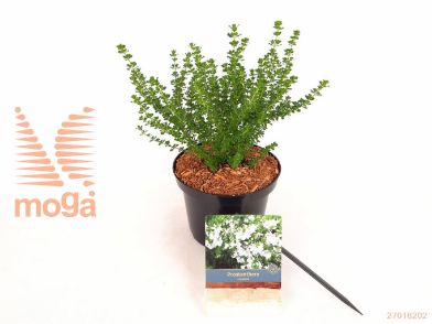 http://twentheplant.nl/tsd/76887_PRCUNEAT_8P17020030_2.jpg
