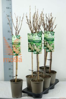 http://twentheplant.nl/tsd/61502_RIRWVERS_S060P19_1.jpg