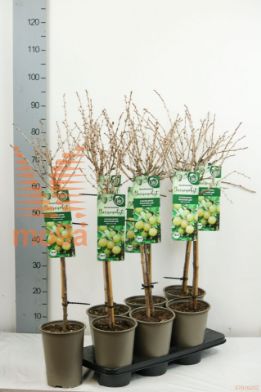 http://twentheplant.nl/tsd/61502_RIUCHGUL_S060P19_1.jpg