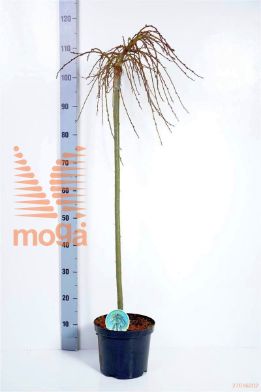 http://twentheplant.nl/tsd/93806_SASIMULA_S080P212J_1.jpg