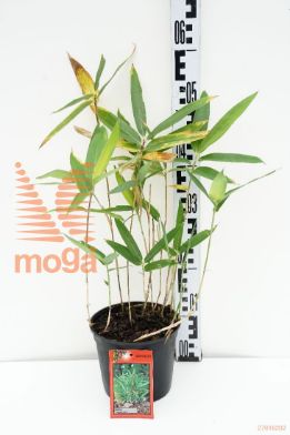 http://twentheplant.nl/tsd/52119_SATSUBOI_8P17010015_1.jpg