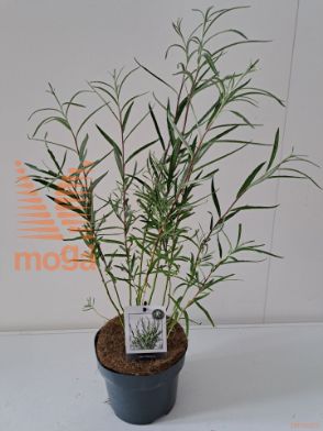 http://twentheplant.nl/tsd/54997_SAPALMOV_8P17STR_1.jpg