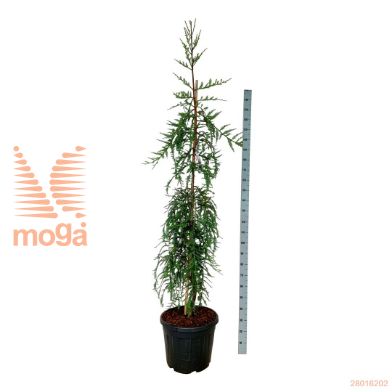 http://twentheplant.nl/tsd/55037_SESMLPSP_9C55200225E_1.jpg
