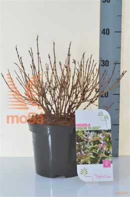 http://twentheplant.nl/tsd/68004_WEFMBLAC_8P19025030_2.jpg