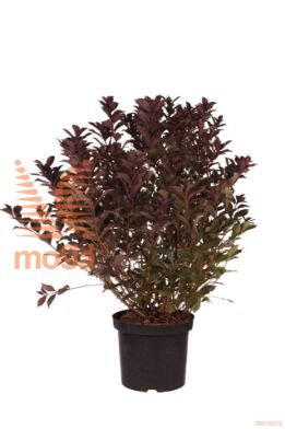 http://twentheplant.nl/tsd/70850_WEFWROSE_9C10060080_1.jpg