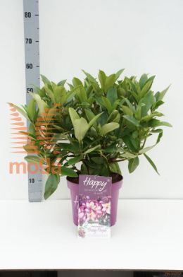 http://twentheplant.nl/tsd/67108_RHHDPPUR_8P23_1.jpg