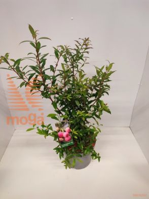 http://twentheplant.nl/tsd/51613_VASSPSCA_8P23050060_1.jpg