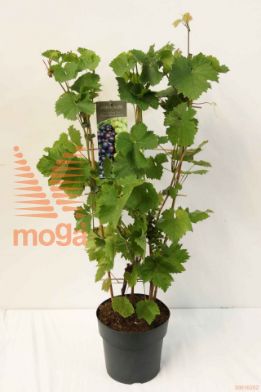 http://twentheplant.nl/tsd/61502_VIDUO_8P26LEI_2.jpg