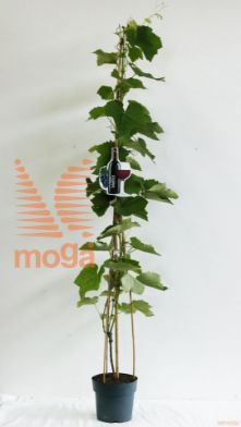 http://twentheplant.nl/tsd/61502_VIMERLOT_8P23100125_2.jpg