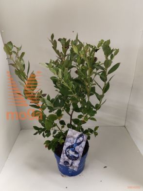 http://twentheplant.nl/tsd/51613_VASSBBBL_8P23050060_1.jpg