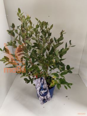 http://twentheplant.nl/tsd/51613_VASSBBSP_8P23050060_1.jpg