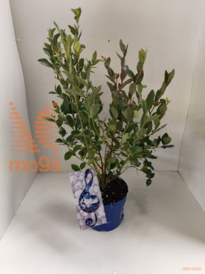 http://twentheplant.nl/tsd/51613_VASSBSJB_8P23050060_1.jpg