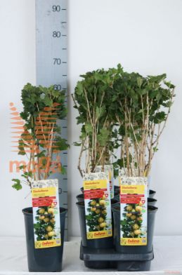 http://twentheplant.nl/tsd/61502_RIUCSOLE_8P19040060_2.jpg