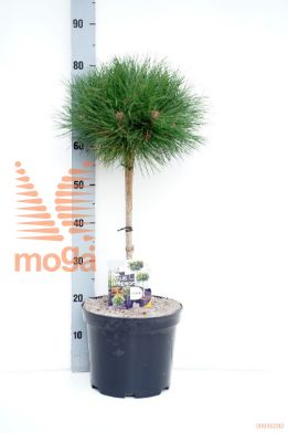 http://twentheplant.nl/tsd/95202_PIBAMBIN_S040P26_1.jpg