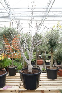 http://twentheplant.nl/tsd/500425_FICCALAB_9C70150175E_1.jpg