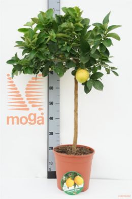 http://twentheplant.nl/tsd/500469_CIMEYERI_S070P26_1.jpg