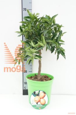 http://twentheplant.nl/tsd/500469_CIKUCLE_S040P21DECO_1.jpg