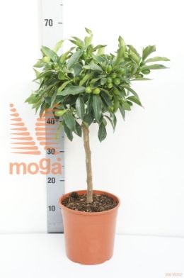 http://twentheplant.nl/tsd/500469_CIKUCLE_S020P19_1.jpg