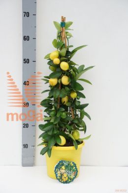 http://twentheplant.nl/tsd/500469_CILIMEQU_8P190653ST_1.jpg