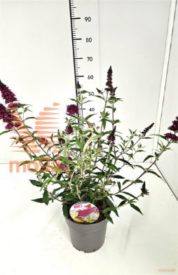 http://twentheplant.nl/tsd/91250_BUBTMWIN_8P19_2.jpg