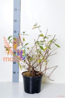 http://twentheplant.nl/tsd/80717_BUDCBLUE_8P19040050_2.jpg