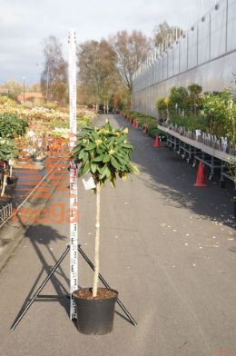 http://twentheplant.nl/tsd/93201_ACJGCASC_9C230175200_1.jpg