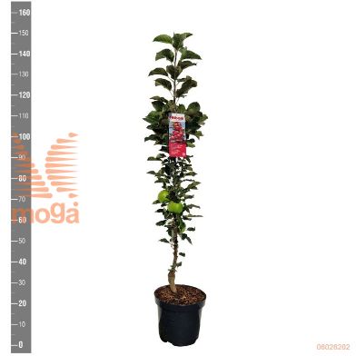 http://twentheplant.nl/tsd/94450_MADRONDO_8P26ZUILVOR_1.jpg