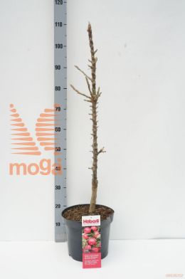 http://twentheplant.nl/tsd/94450_MADRUMBA_8P26ZUILVOR_1.jpg