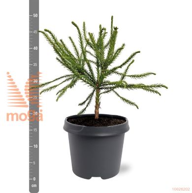 http://twentheplant.nl/tsd/55938_CRJDACRY_8P23030040_1.jpg