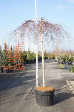 http://twentheplant.nl/tsd/93201_BEPYOUNG_S180C130E_1.jpg